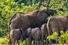 elephants-2-days-1500x600