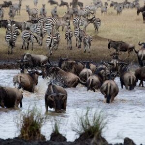 5 Days Serengeti National park