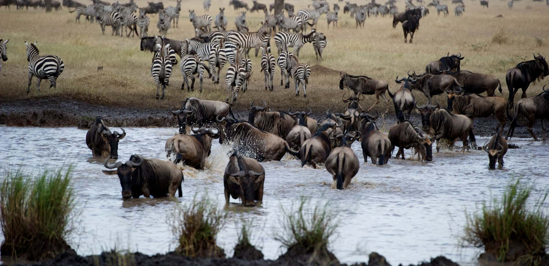 safari tanzania luglio