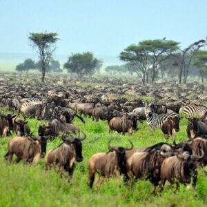 6-Days Masai Mara and Serengeti National Park