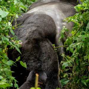 5-Days Gorilla and Chimpanzee Trekking Uganda