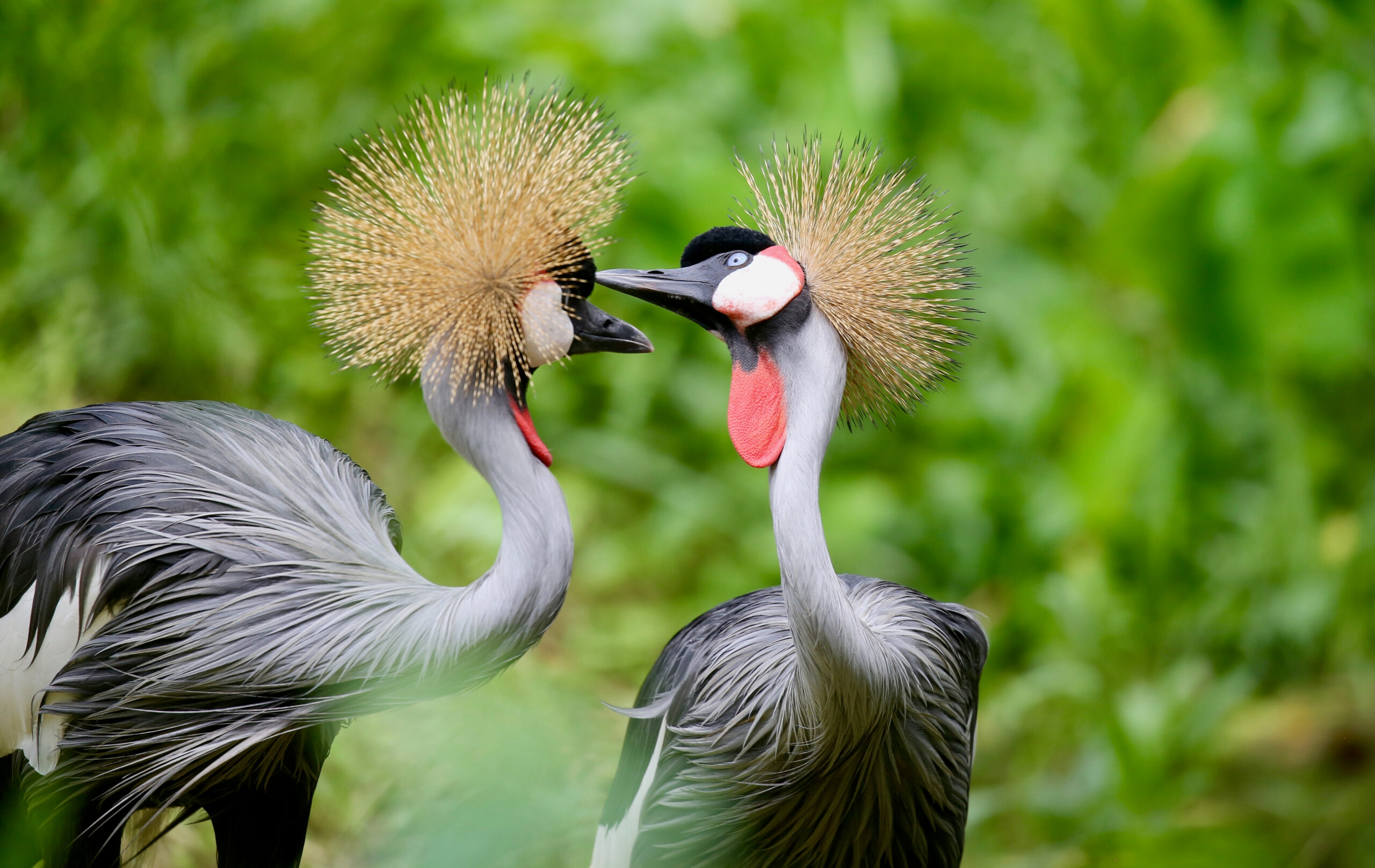 8-Days Birding Safari in Uganda