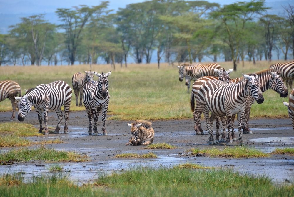 3-Days Lake Nakuru National Park