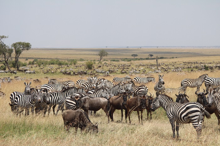 10- Days Kenyan Safari