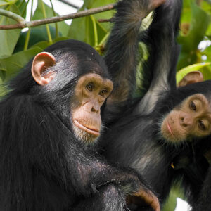 6-Days Chimpanzee Trekking and Masai Mara