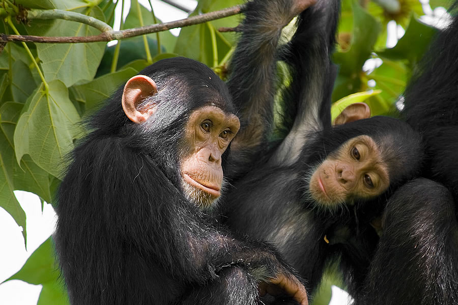 6-Days Chimpanzee Trekking and Masai Mara