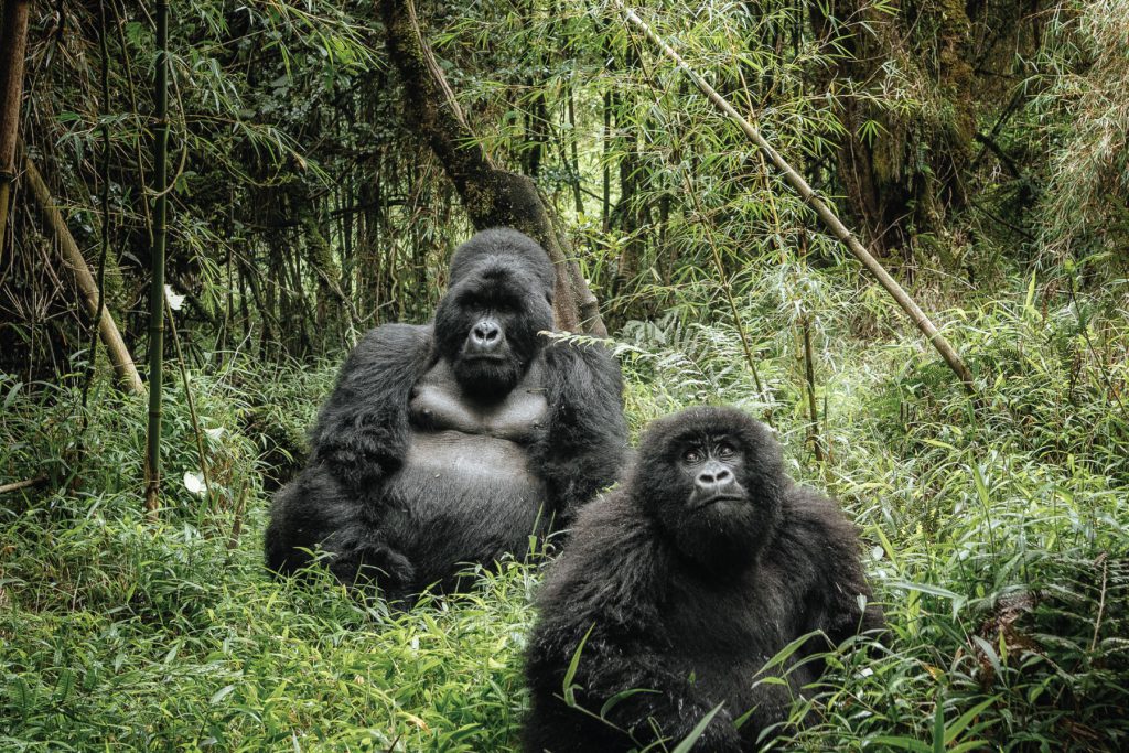 12-Day Gorilla Trekking Uganda and Tanzania