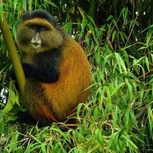 4-Days Gorilla Trekking and Golden Monkey Tracking in Uganda