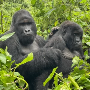 6-Days Gorilla Trekking Uganda and Masai Mara