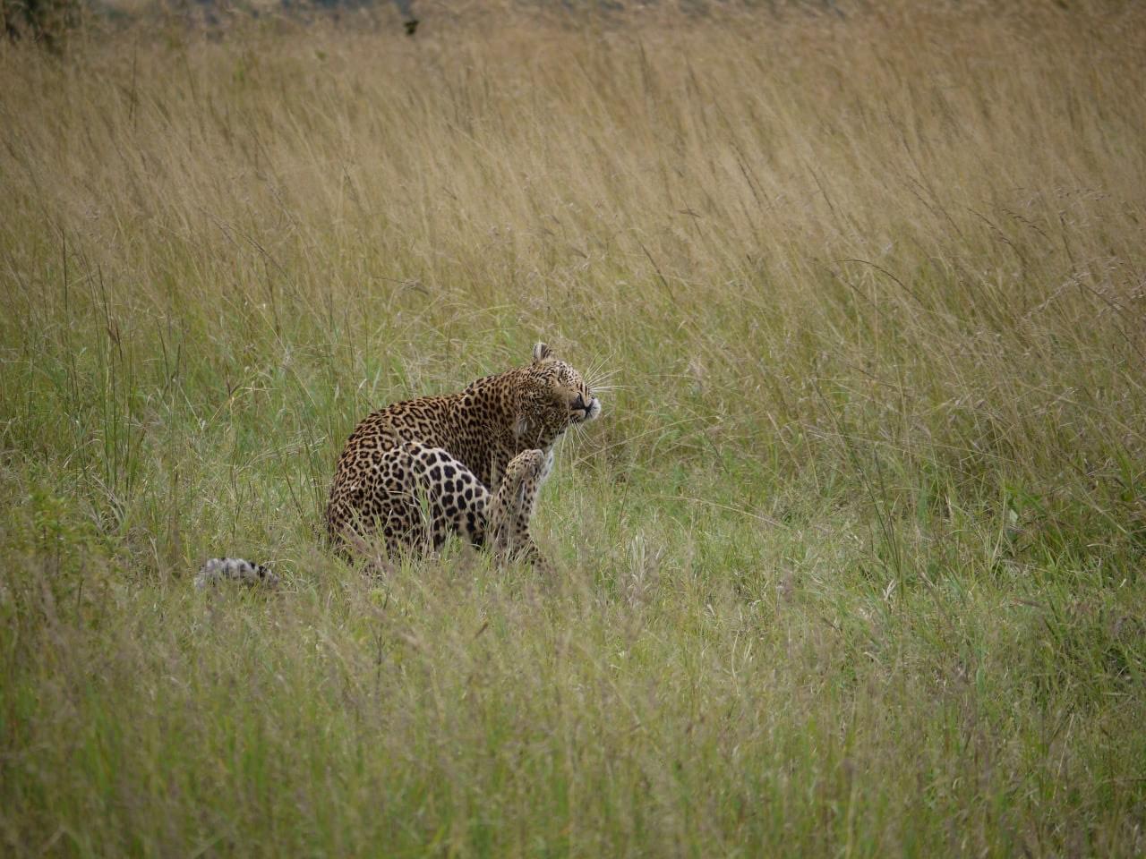 Holiday Packages in Uganda