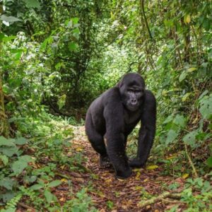 3-Days Gorilla Trekking and Lake Bunyonyi