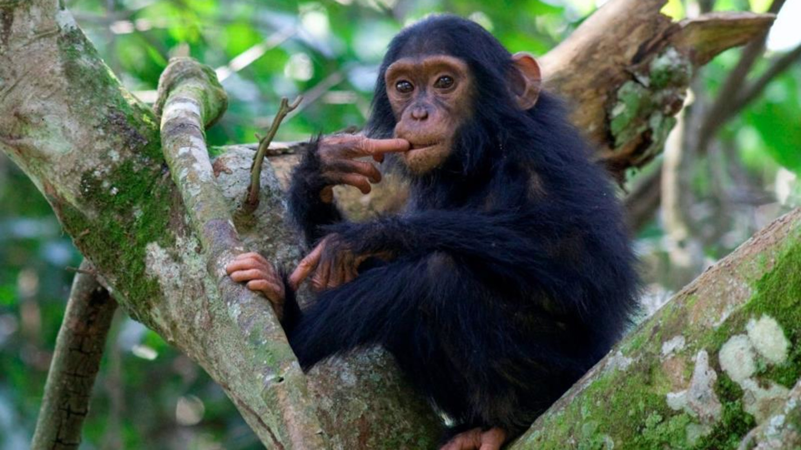 6-Days Gorillas, Chimpanzee Trekking and Wildlifes Safari