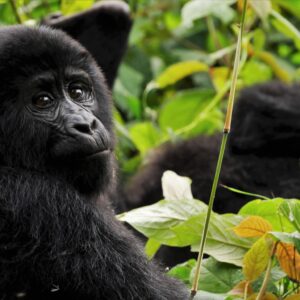 5-Days Uganda Gorilla Trekking and Wildlife Safari