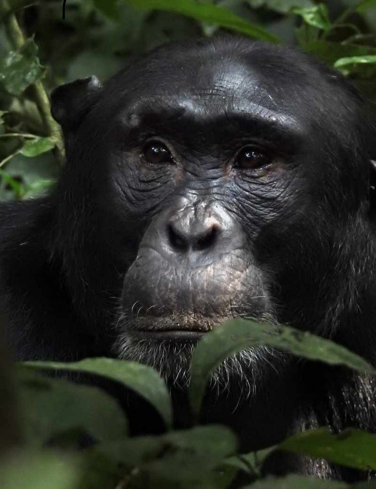 4 Days Uganda Safari