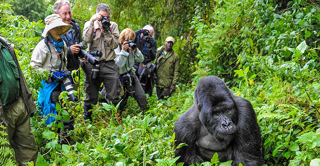 See Gorillas in Africa