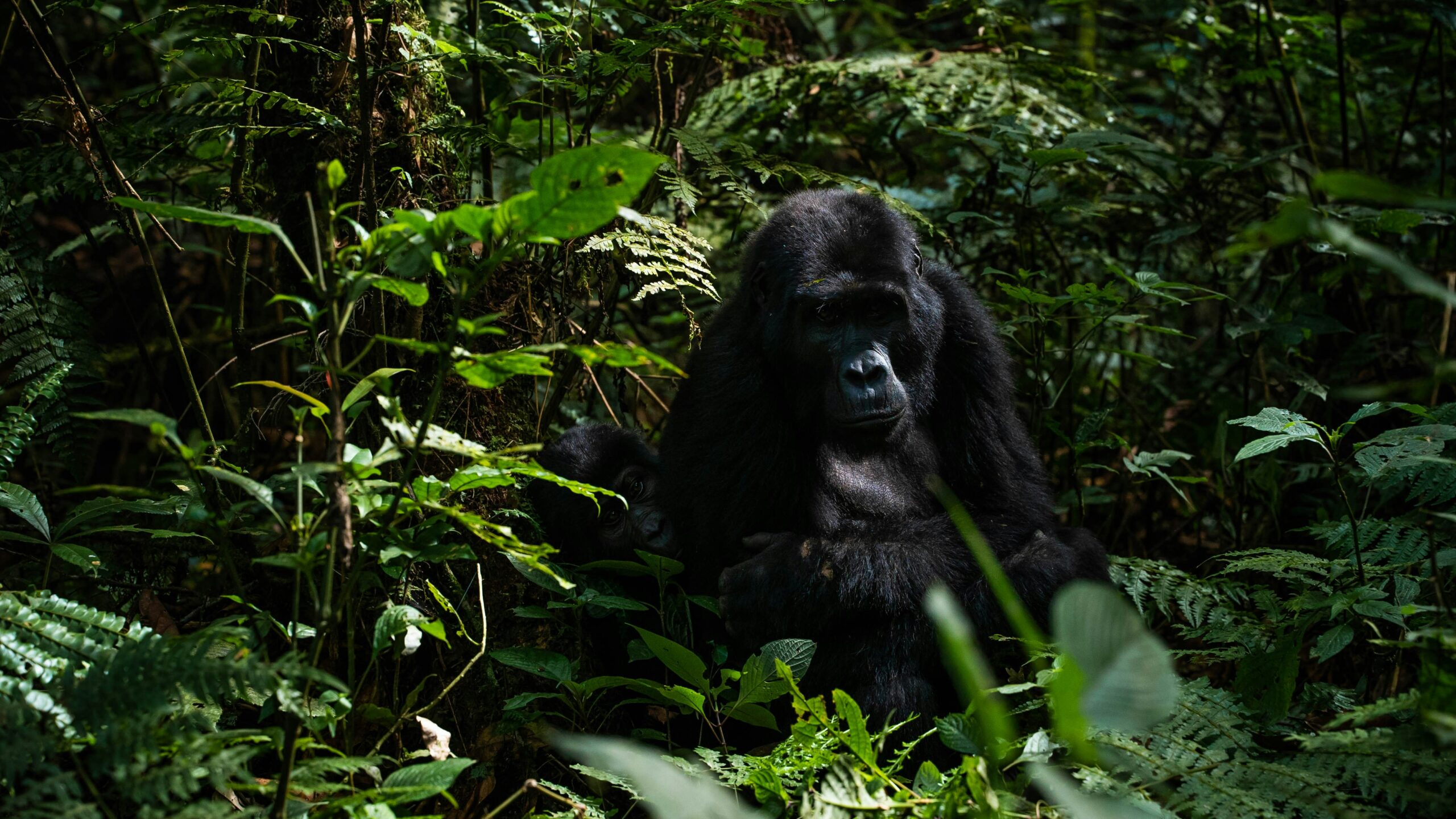 Uganda gorilla trekking tours