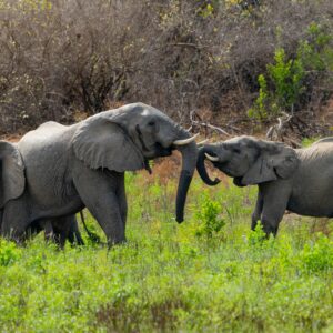 Wildlife Reserves in East Africa