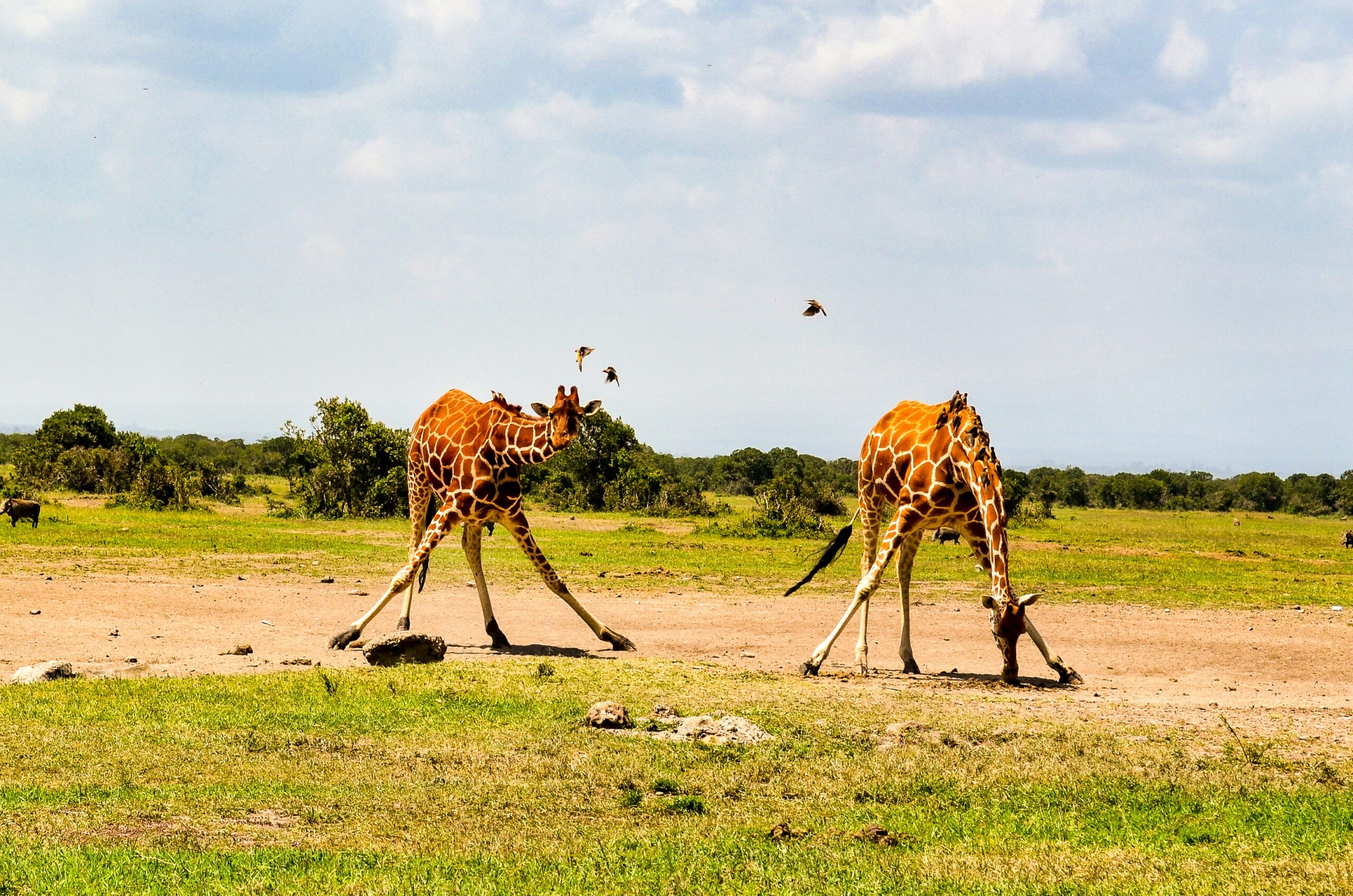 Wildlife Safaris in Uganda