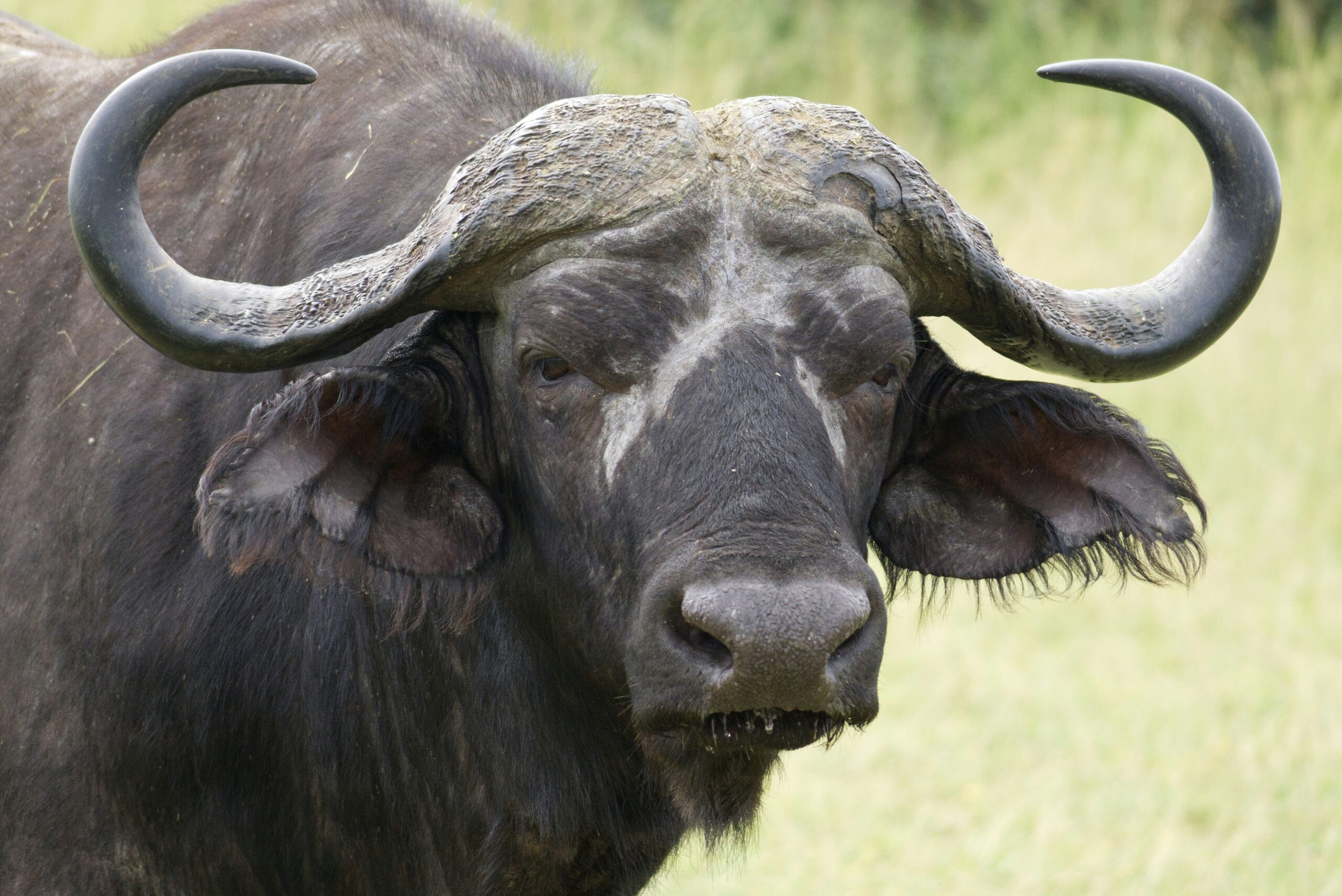Uganda Wildlife Tours
