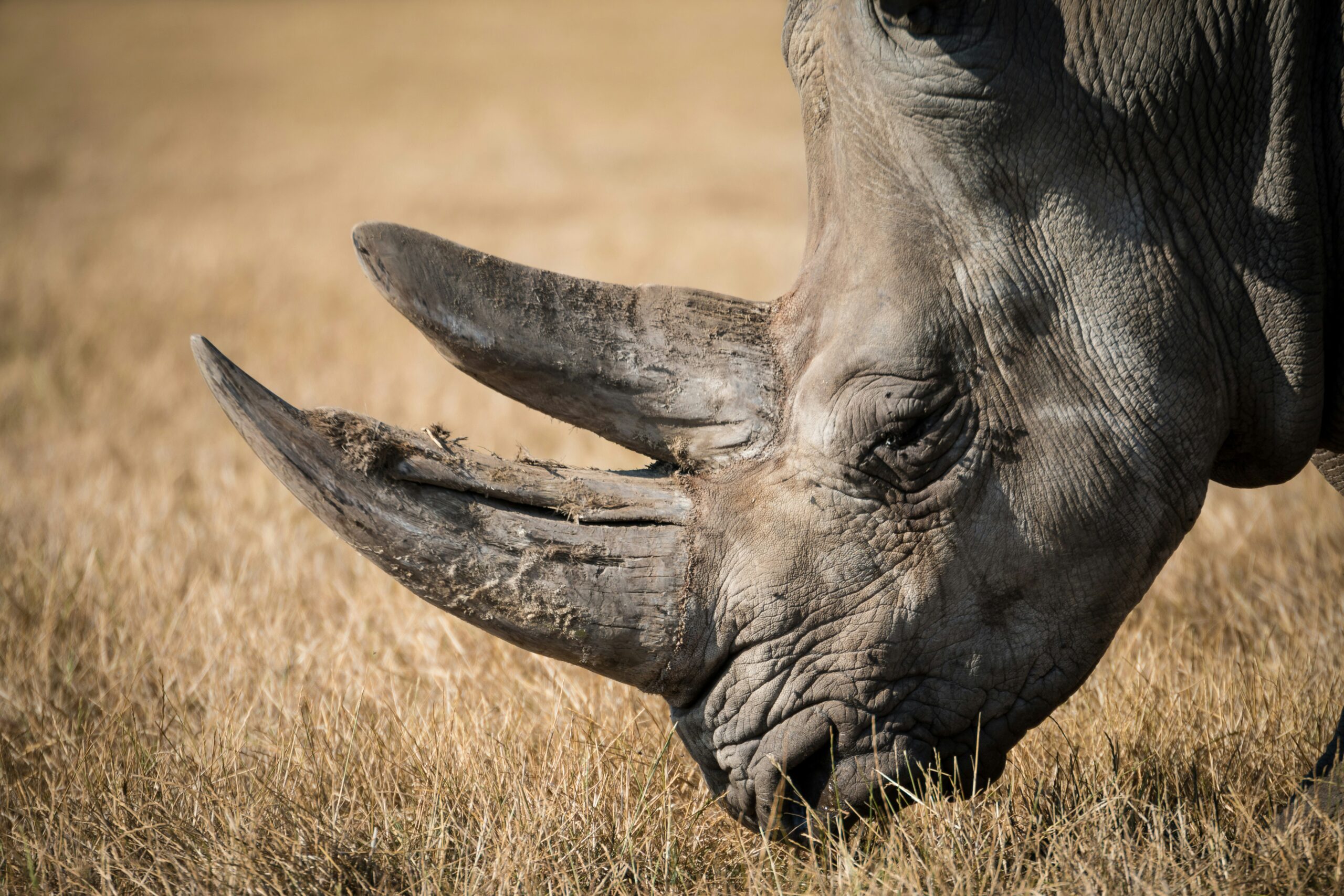 Rhino Tracking at Ziwa Rhino Sanctuary