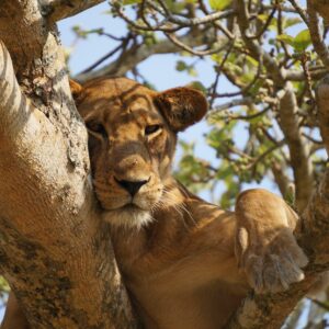 4-Days Queen Elizabeth with Tree Climbing Lions