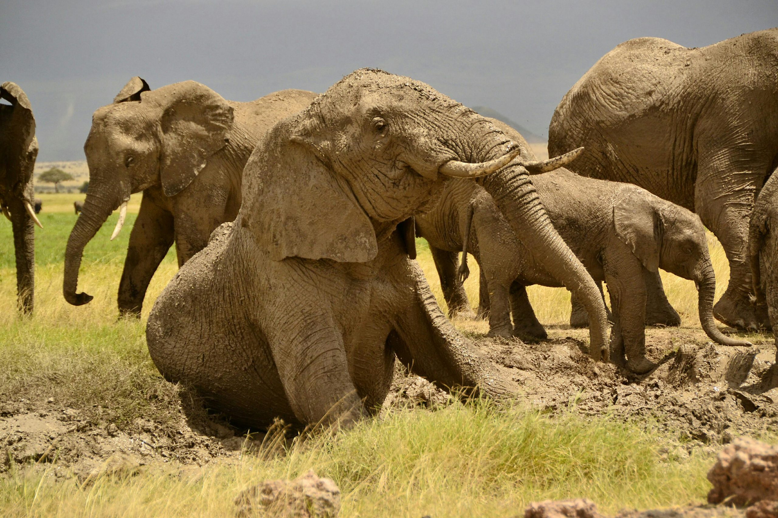 Safaris