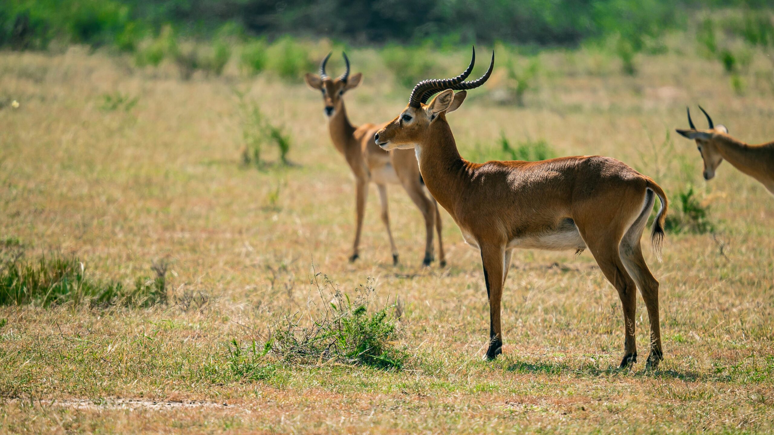 Wildlife species in Murchison Falls