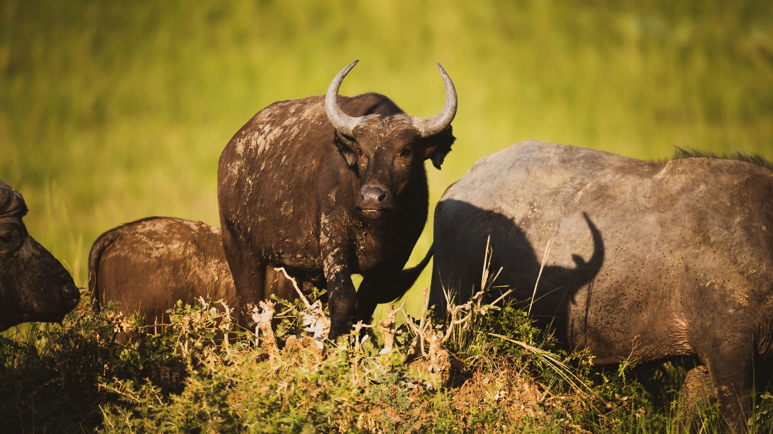 Murchison Falls National Park Wildlife Sightings