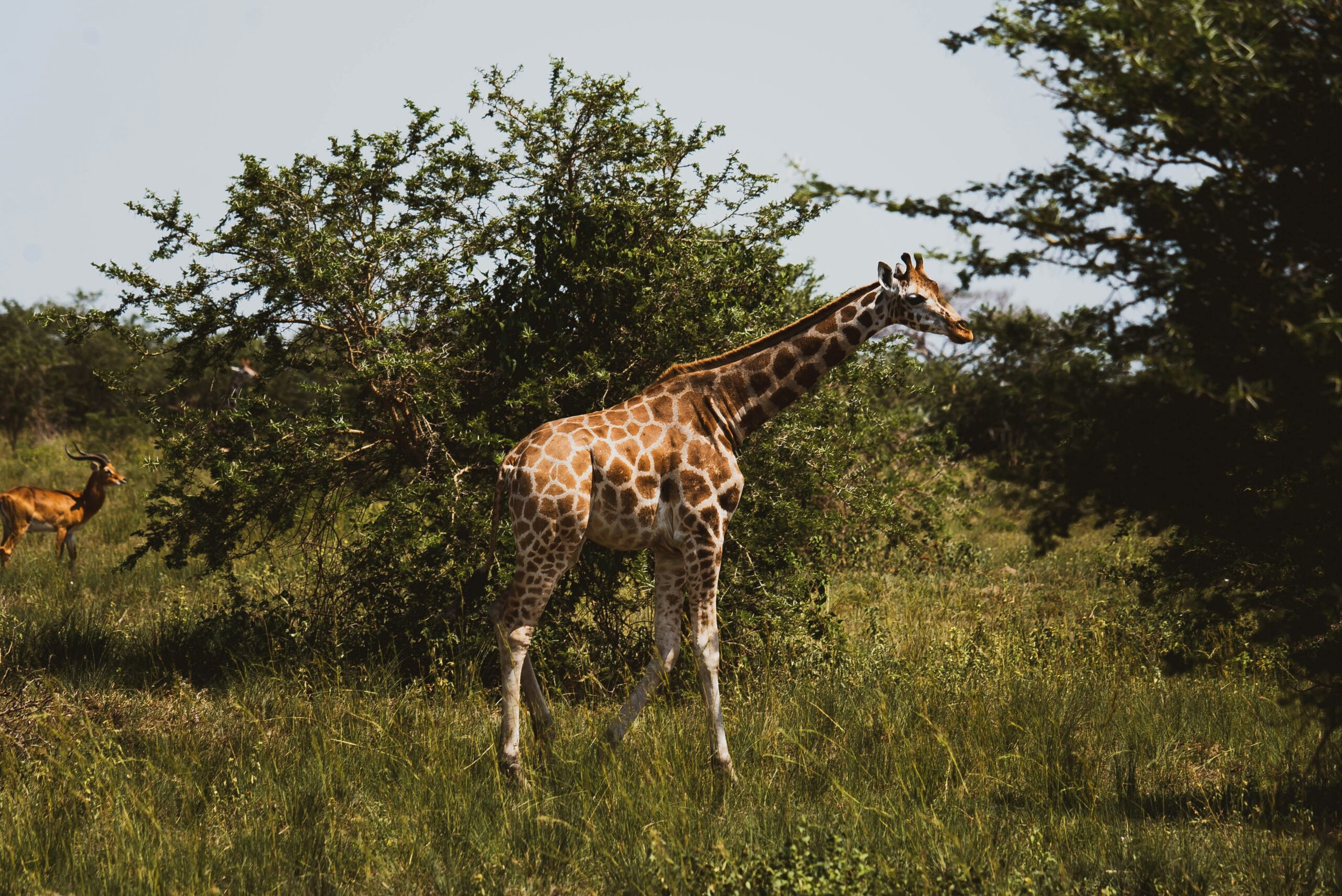 Wildlife encounters in Murchison Falls