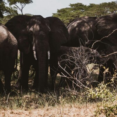 6-Days Murchison Falls and Queen Elizabeth National Park