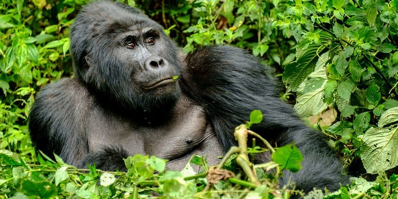 Gorilla Trekking Destinations