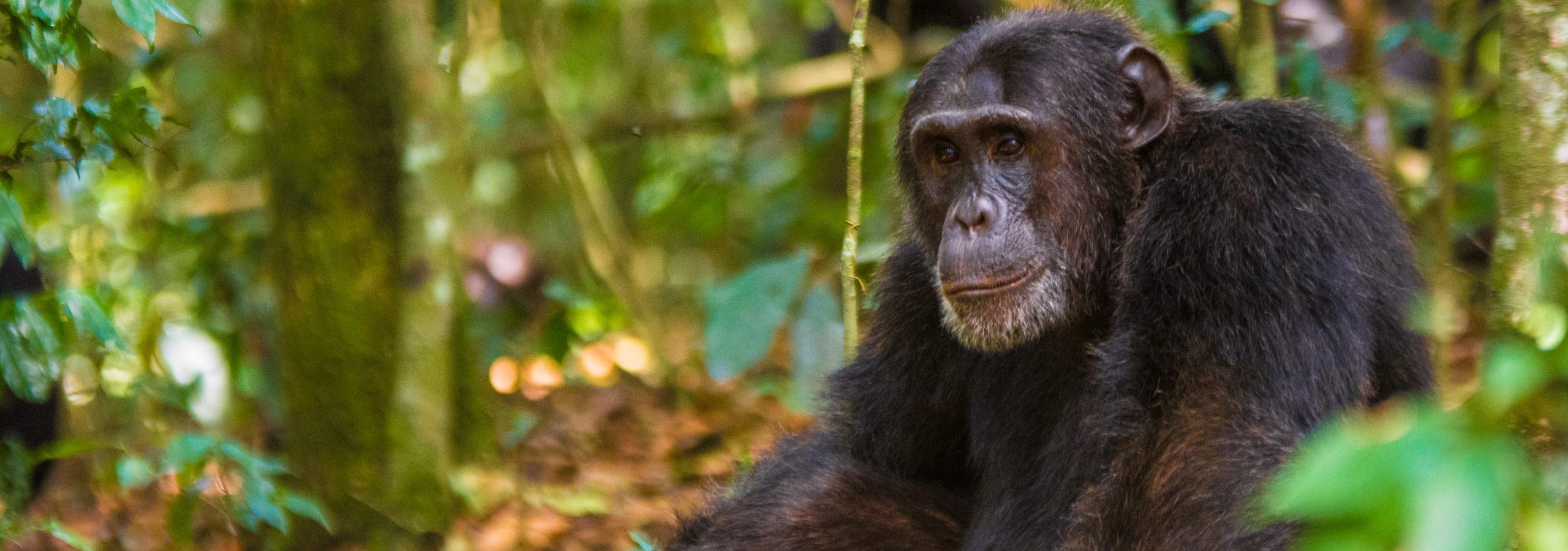 5-Days Uganda Wildlife and Chimpanzee Trekking