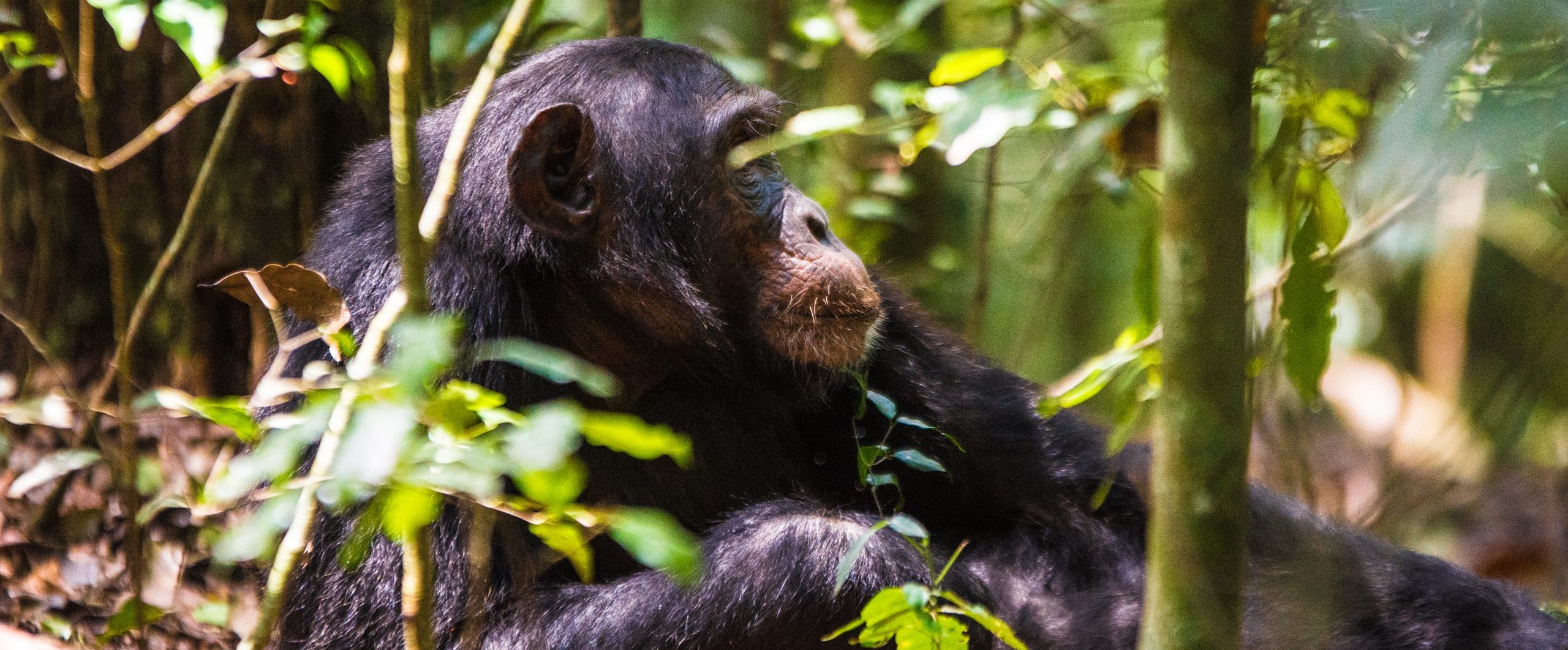 Chimpanzee Tracking in Kibale National Park