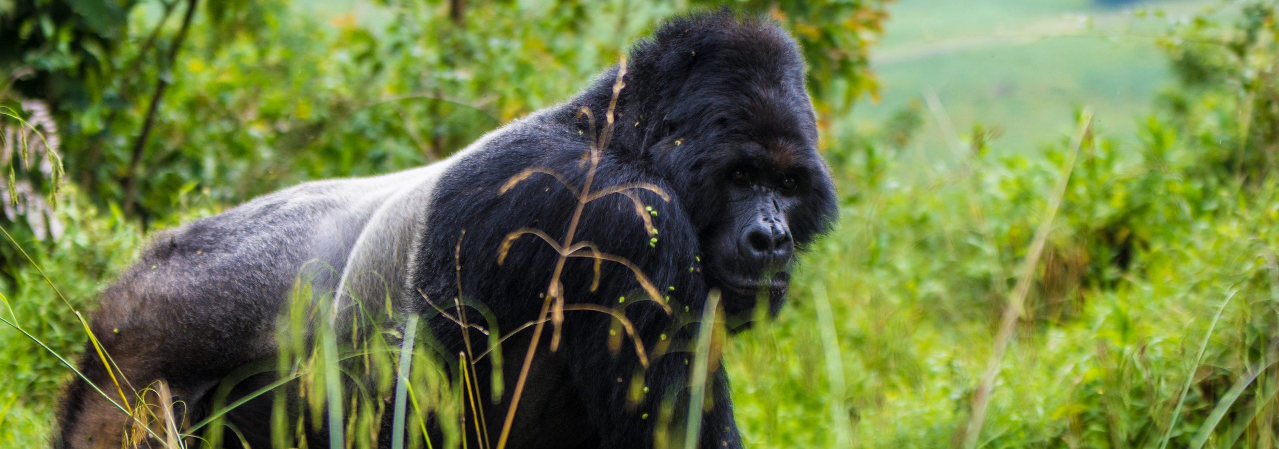 Gorilla Trekking in Bwindi Impenetrable National Park