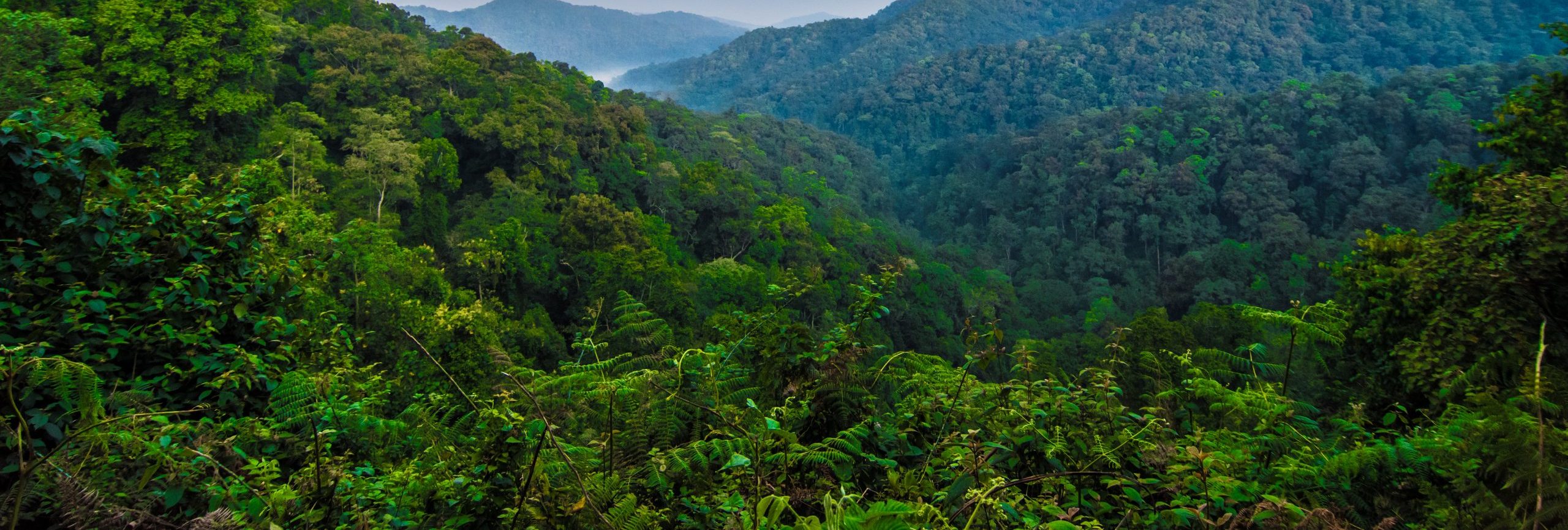 Bwindi Impenetrable National Park