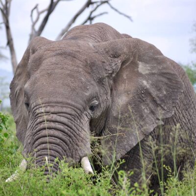 9-Days Uganda Rwanda and Burundi Safari