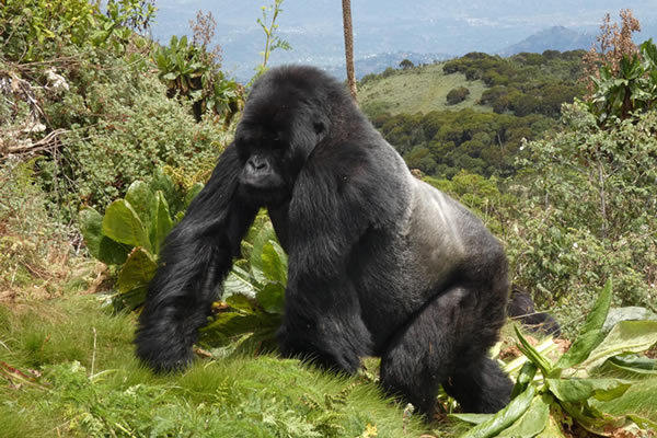 Gorilla Trekking Tours in Congo