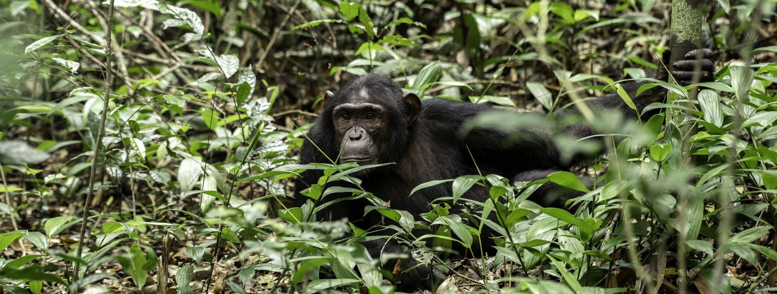 6-Days Budget Uganda Safari Adventure