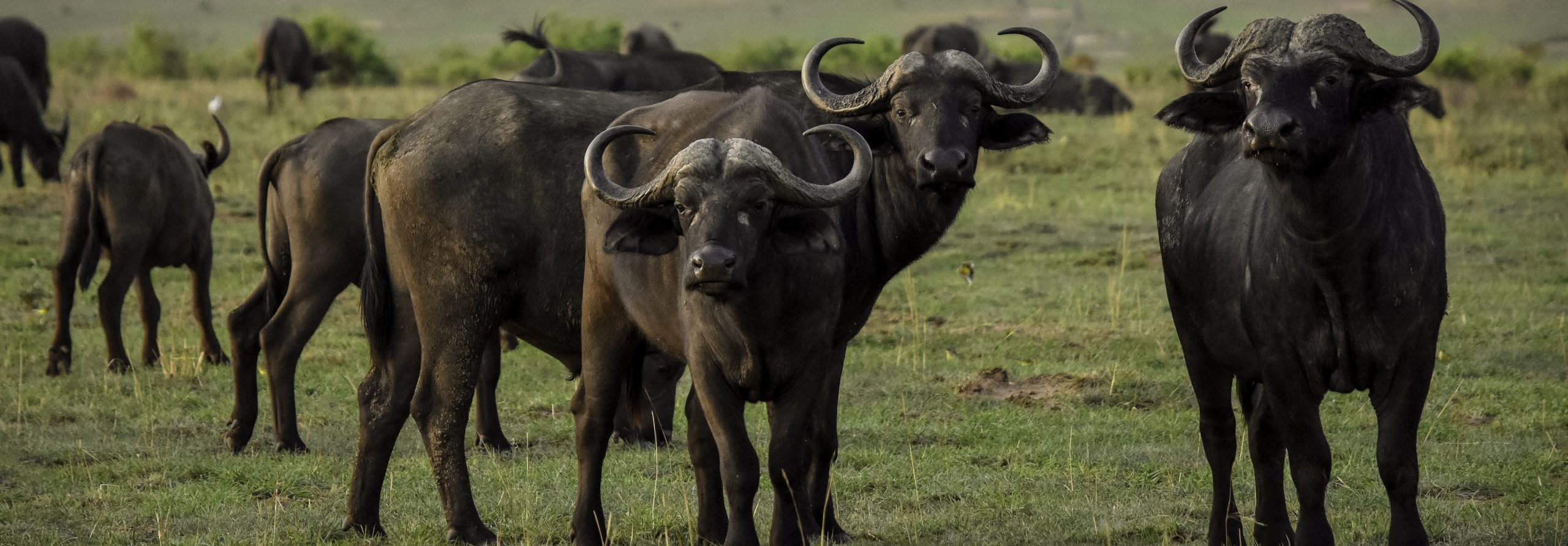 6-Days Budget Uganda Safari Adventure