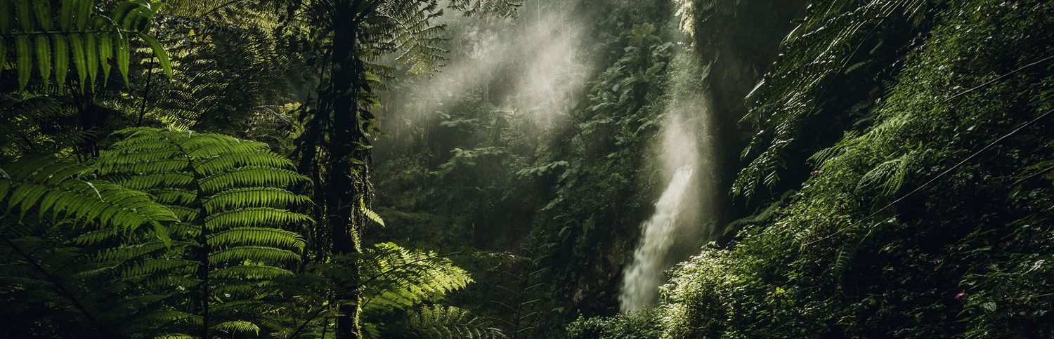 6-Days Best of Rwanda Wildlife Safari