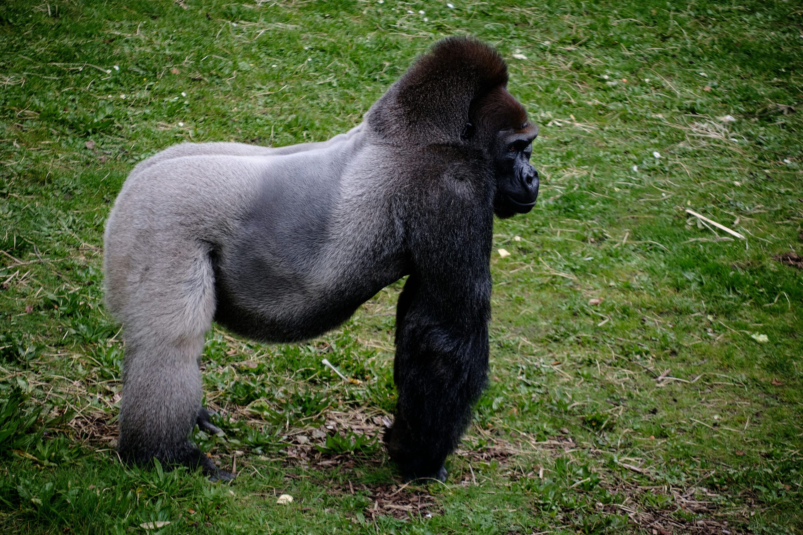 Gorilla Trekking vs Gorilla Getaway