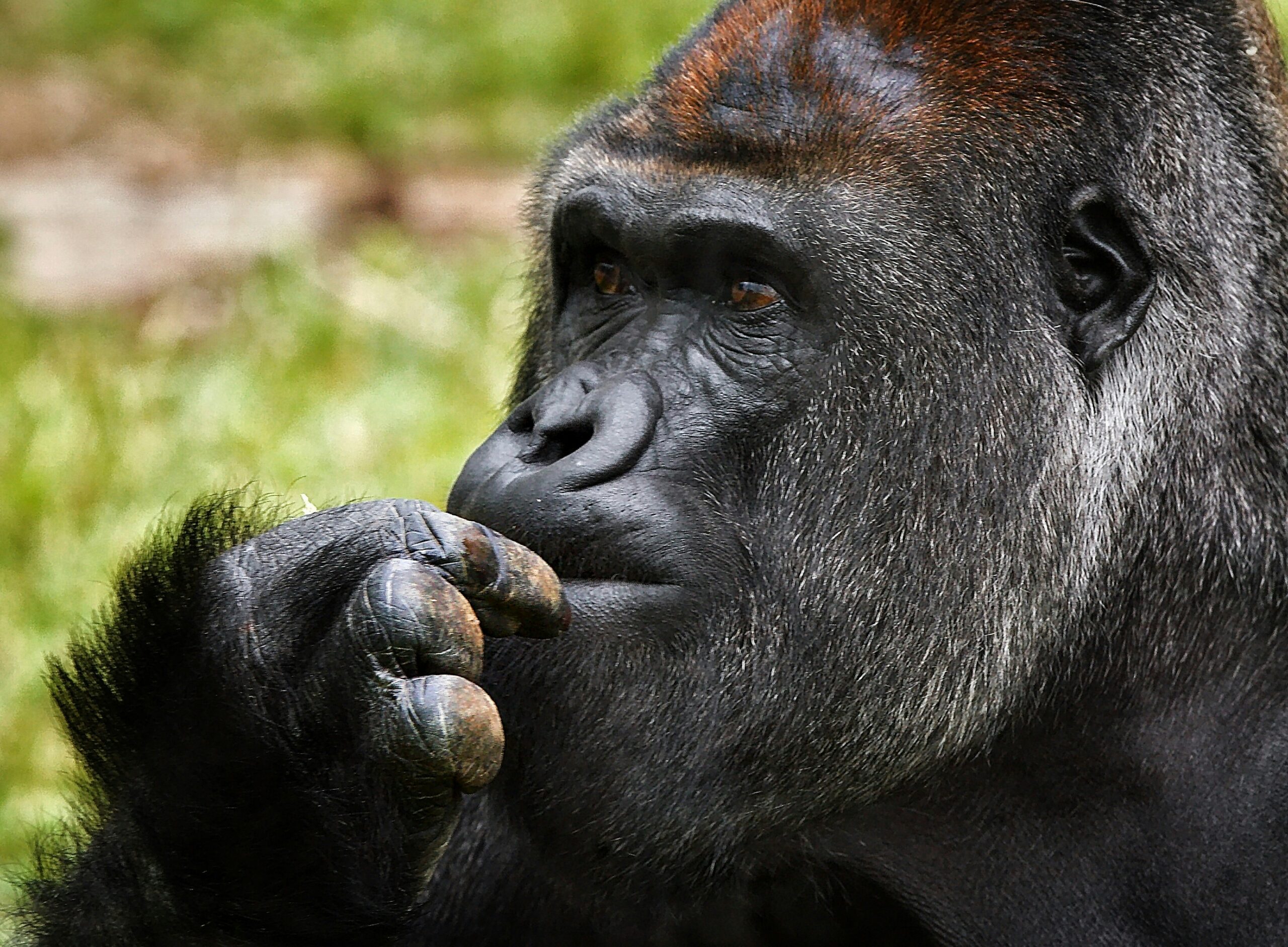 The Best Time for Gorilla Trekking