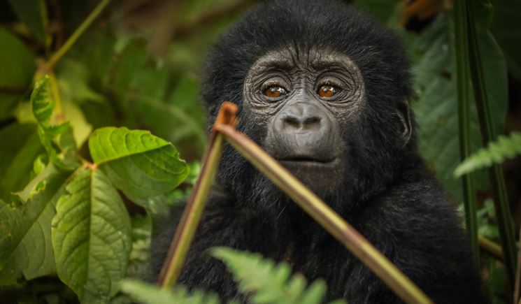Gorilla Trekking Tours in Uganda