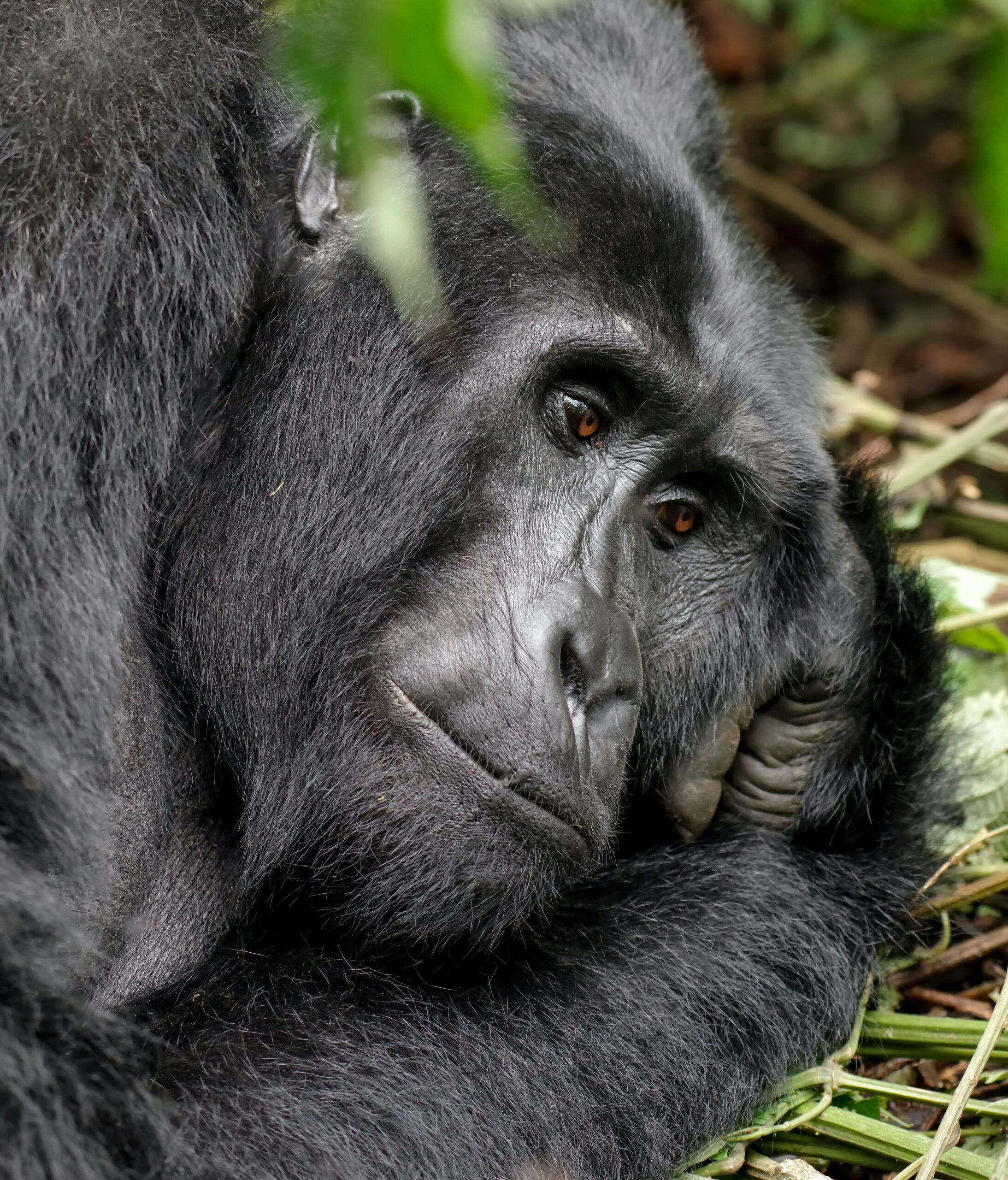 Gorilla Trekking vs Gorilla Watching