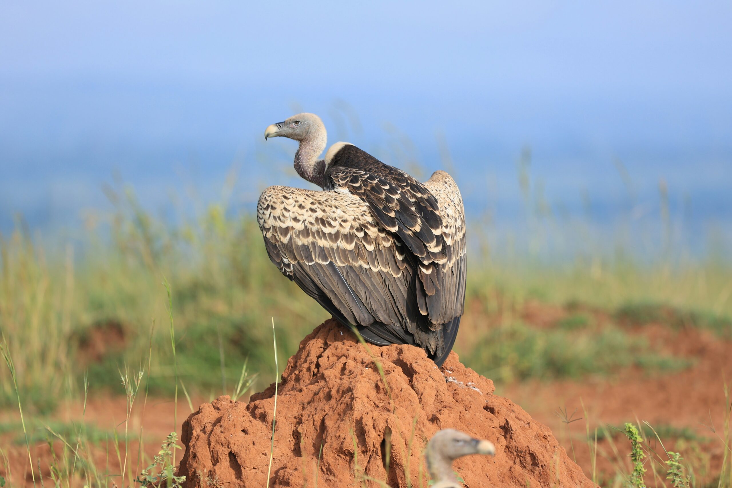 Best Time to Visit Murchison Falls