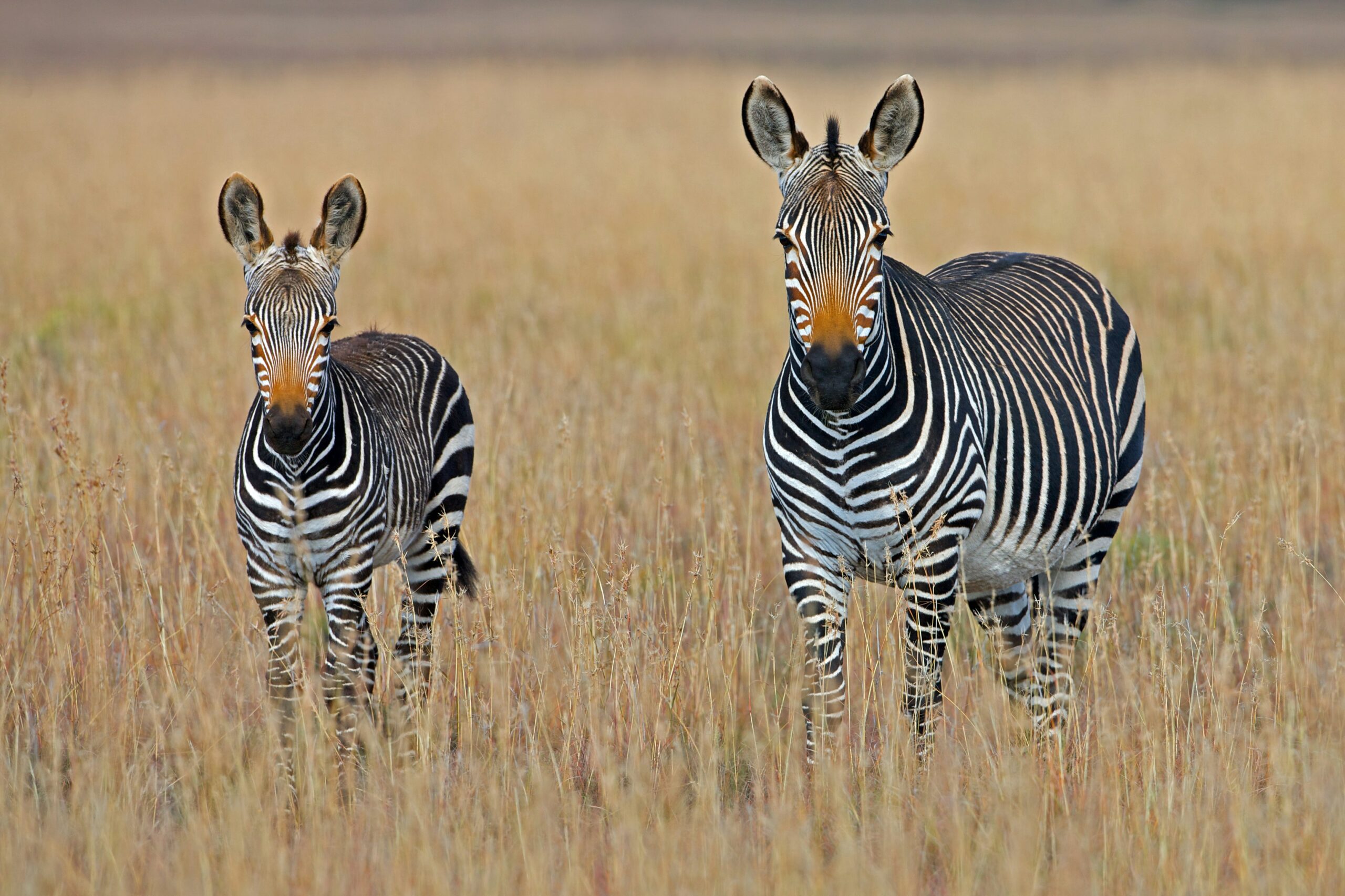 Seasonal Considerations for African Travel