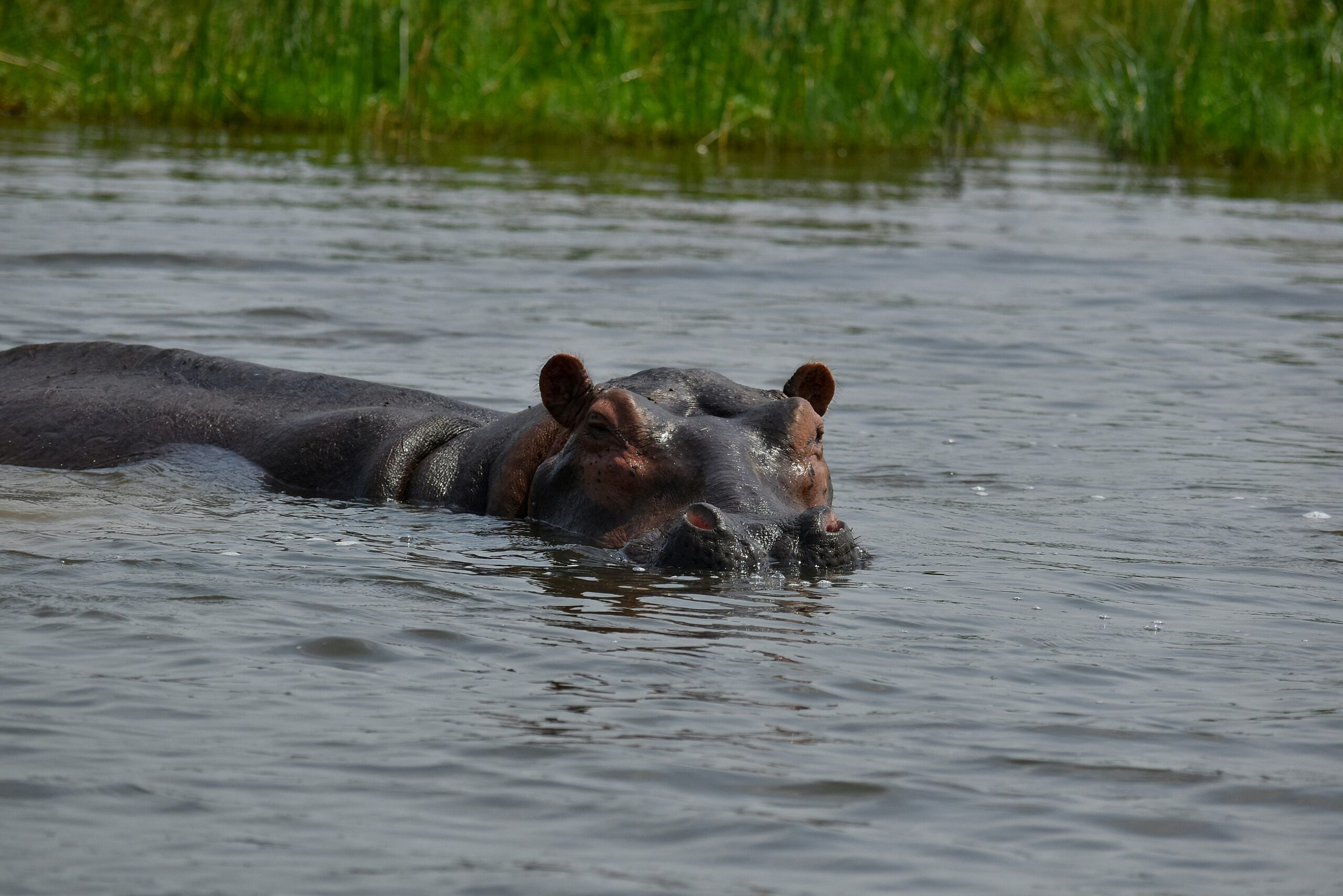 Hippos in Murchison Falls