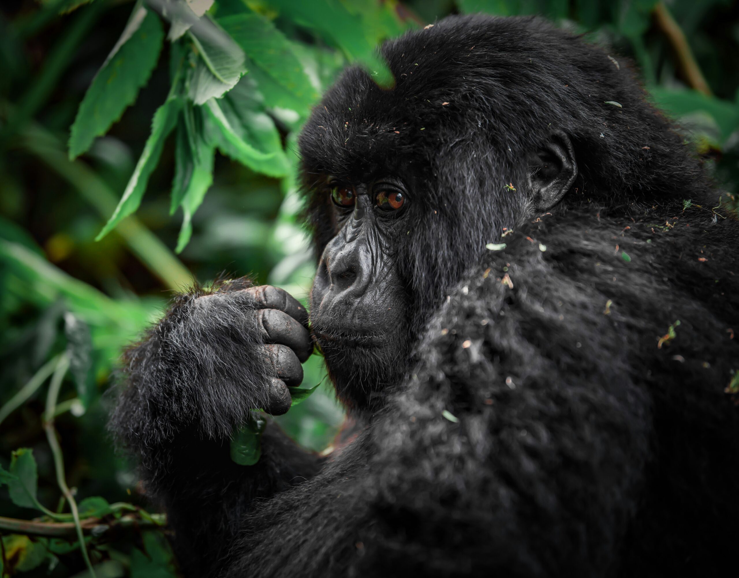 Gorilla Trekking vs Gorilla Escape
