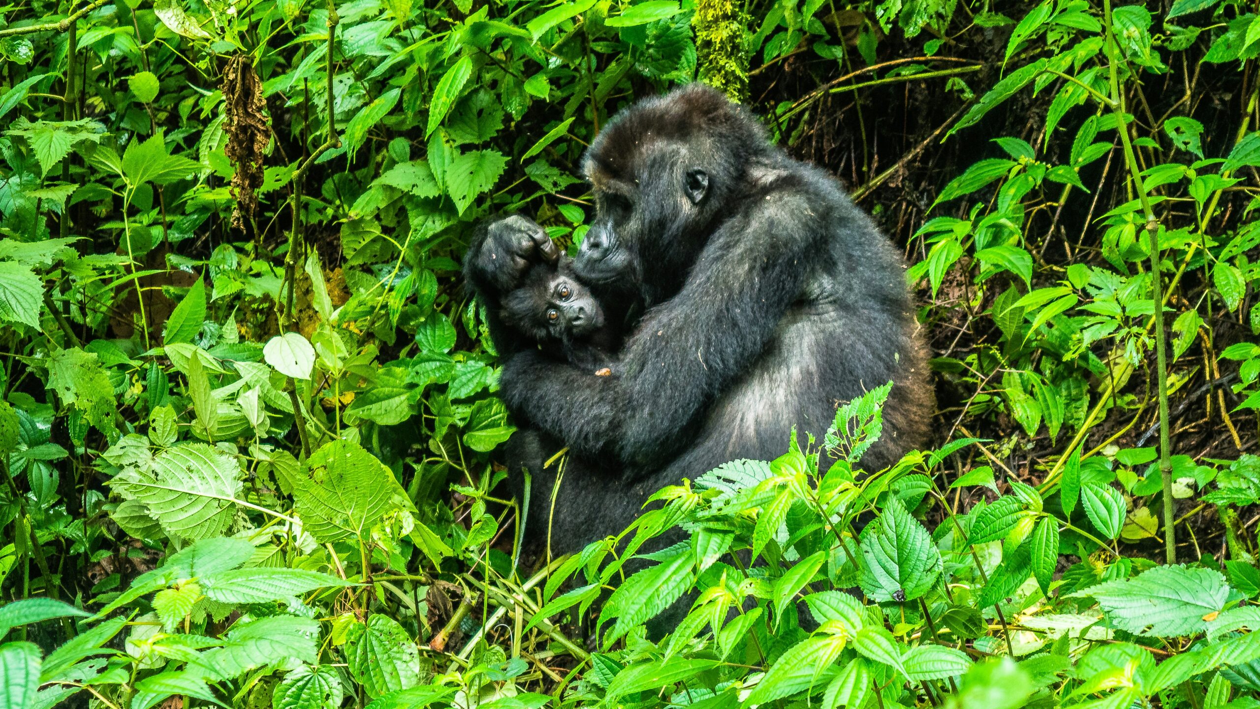 Gorilla Trekking vs Gorilla Experience