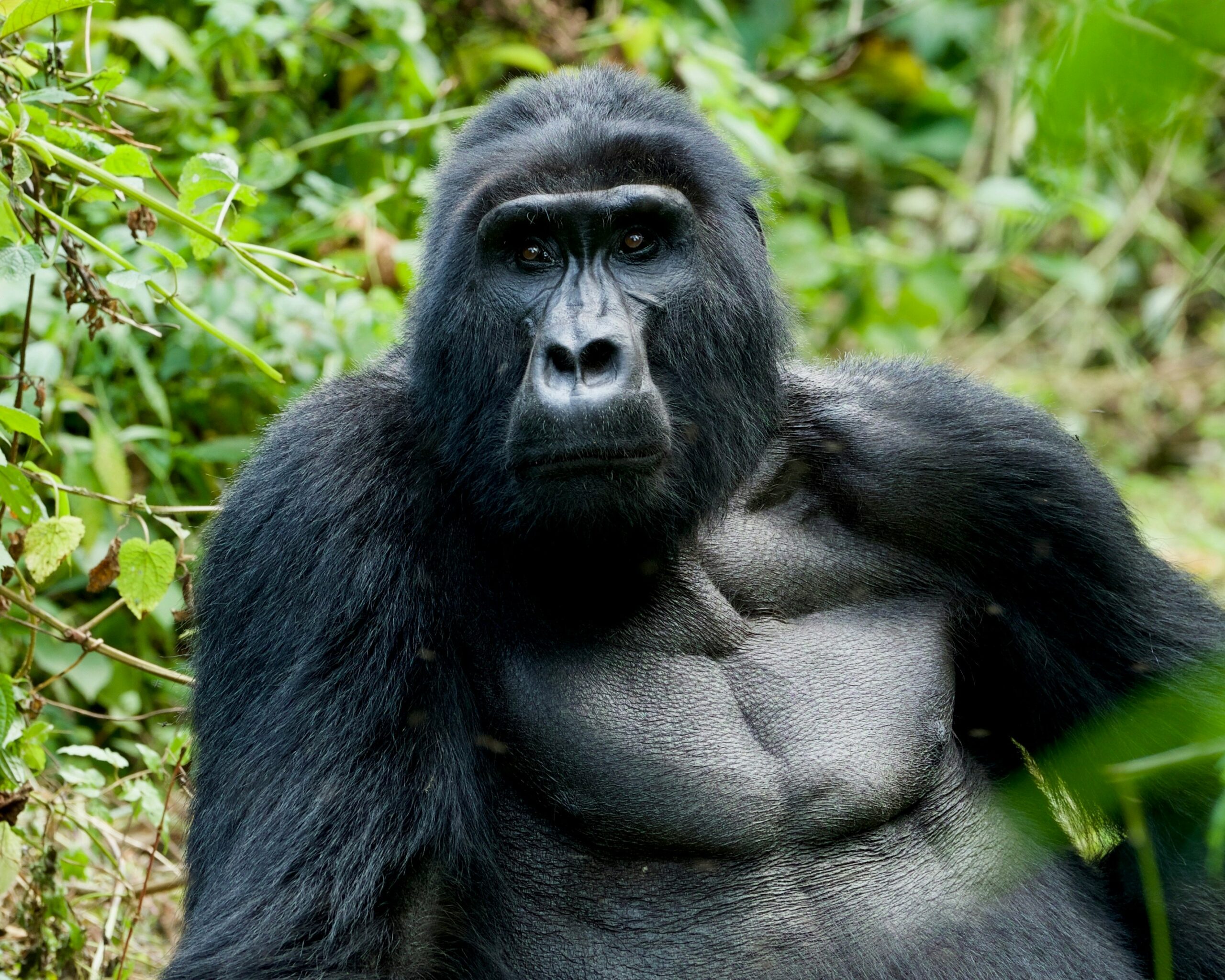 Uganda gorilla trekking